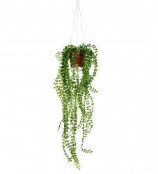 konstväxt hängande grön växt pilea Mr Plant